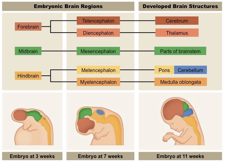Embryonic Brain