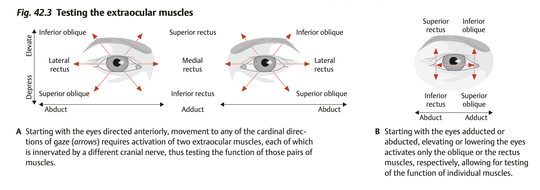 Eye Movements