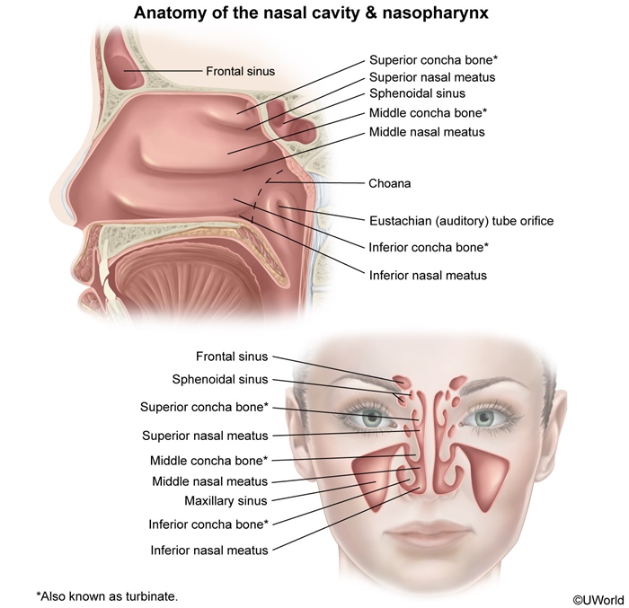 Nasal Anatomy Diagram
