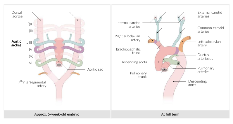 Aortic Arches Diagram