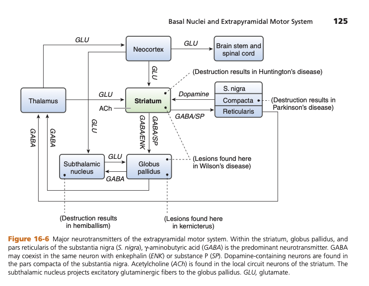 Basal Ganglia Circuit