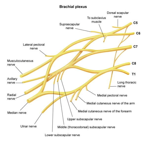 Labeled Brachial Plexus Diagram