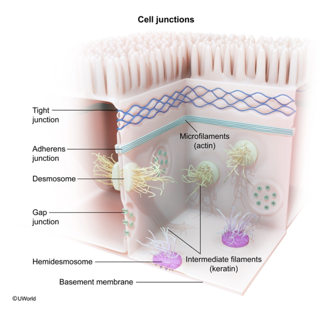 Cell Junctions Overview