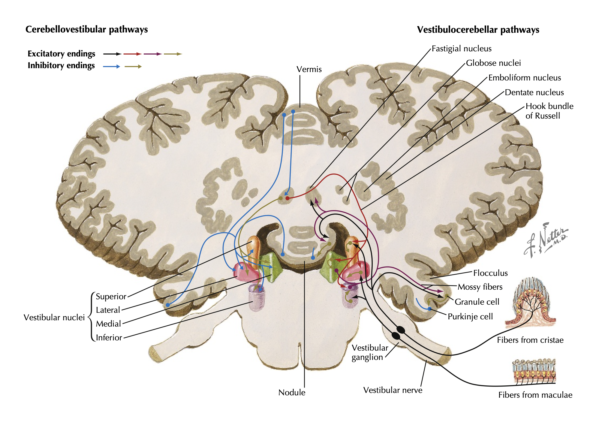 Cerebellar Nuclei