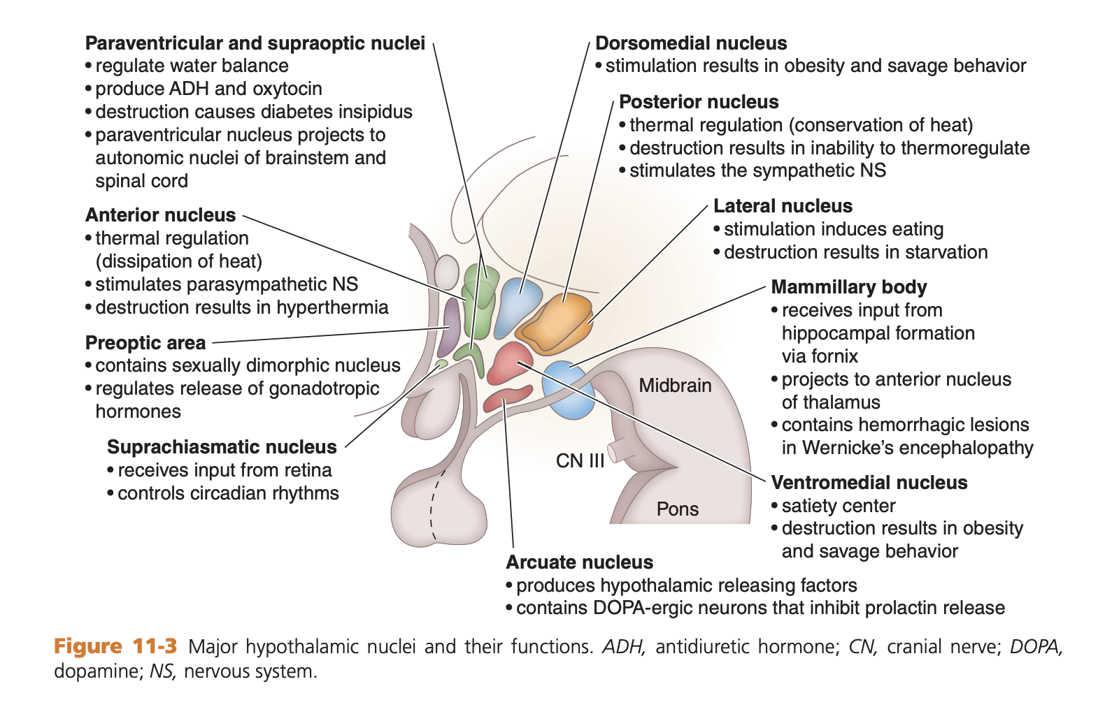 Hypothalamus Diagram