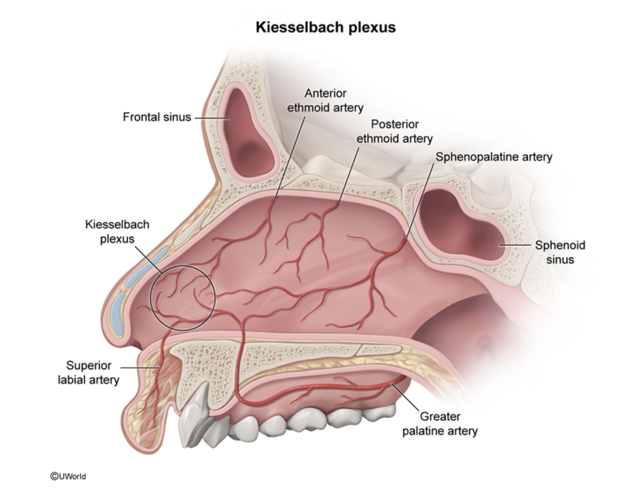 Kiesselbach Plexus Diagram
