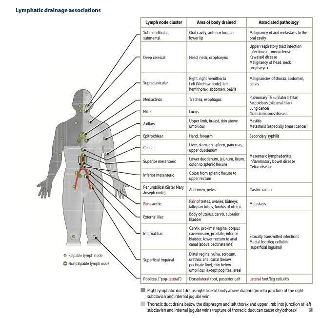Lymph Nodes Diagram