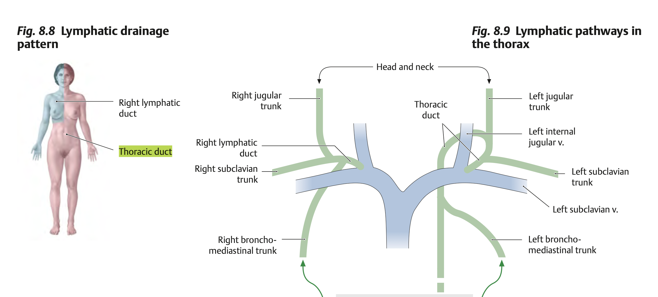 Lymphatic Drainage Map