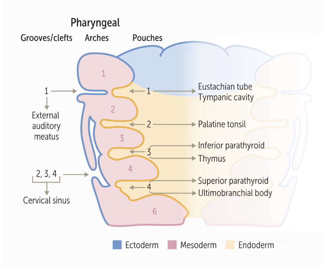 Pharyngeal Arches Diagram