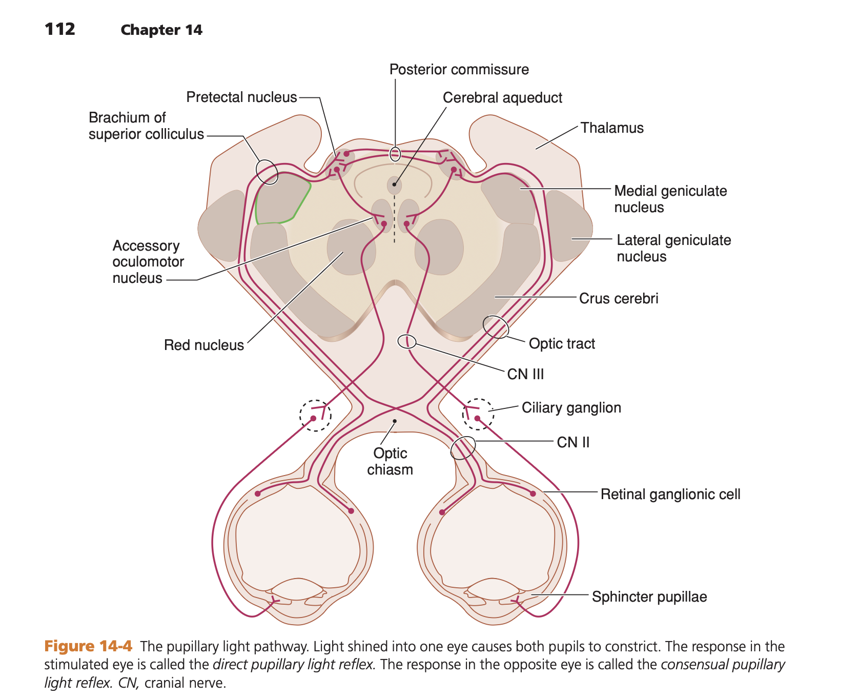 PLR Pathway