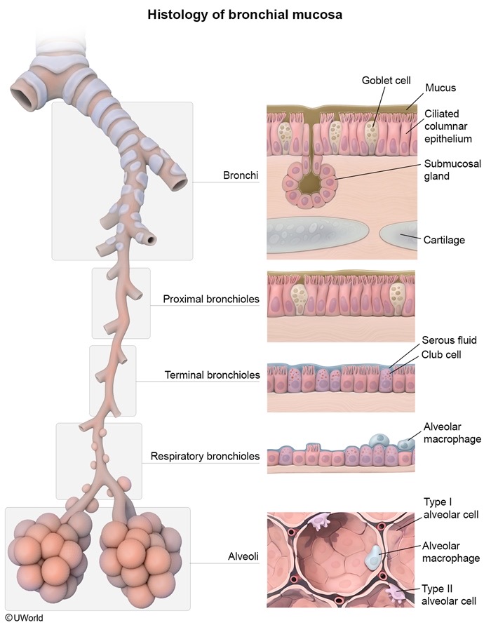 Respiratory Cells Reference