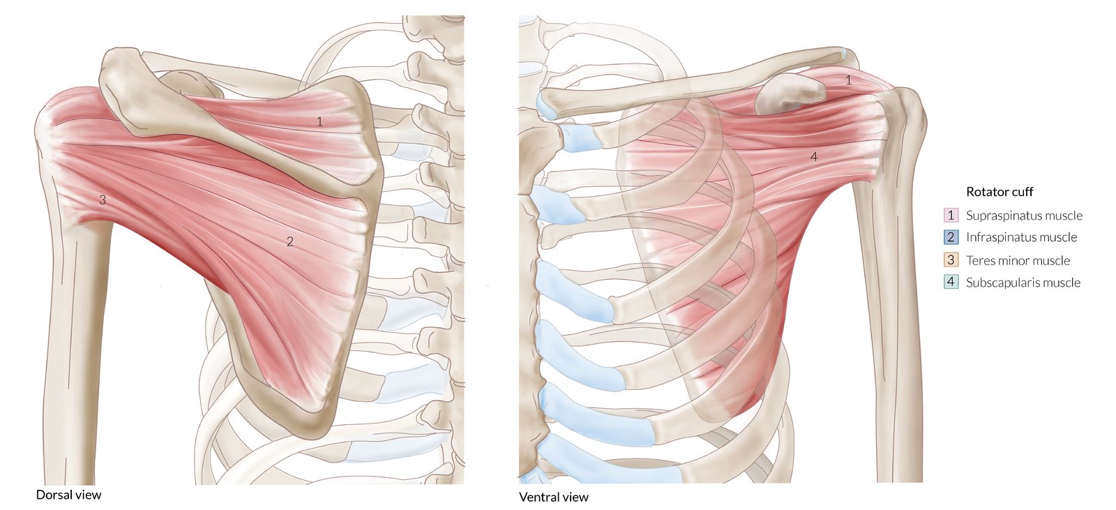 rotator_cuff1.jpg - Image not found (ensure file is in same folder)