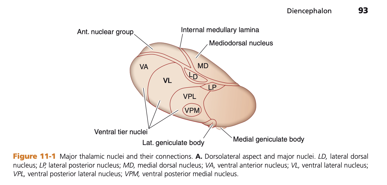 Thalamus Diagram