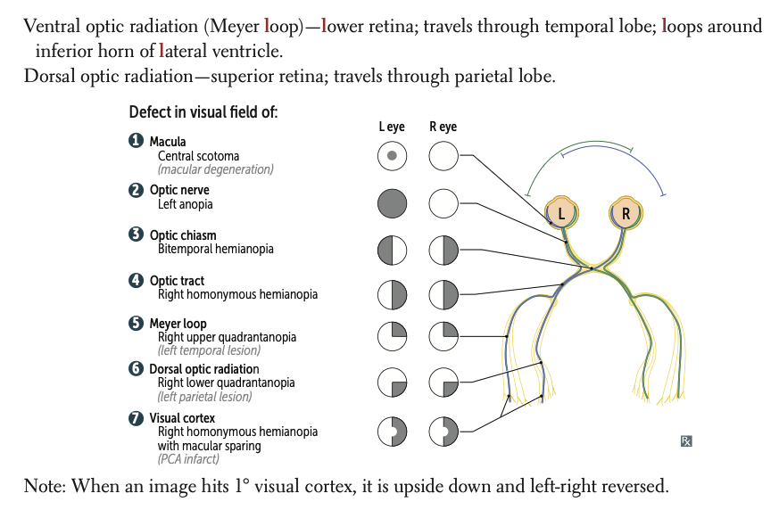 Visual Pathway Diagram