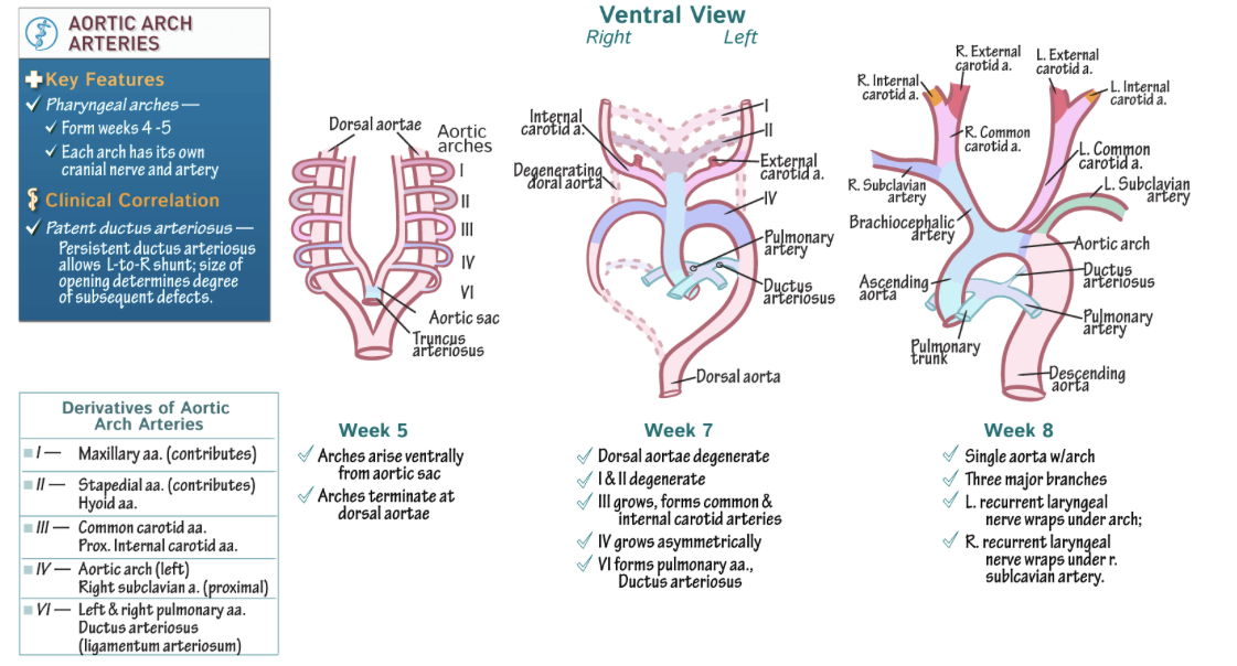 Aortic Arch Diagram
