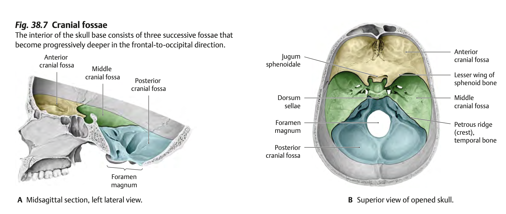 Cranial Fossa
