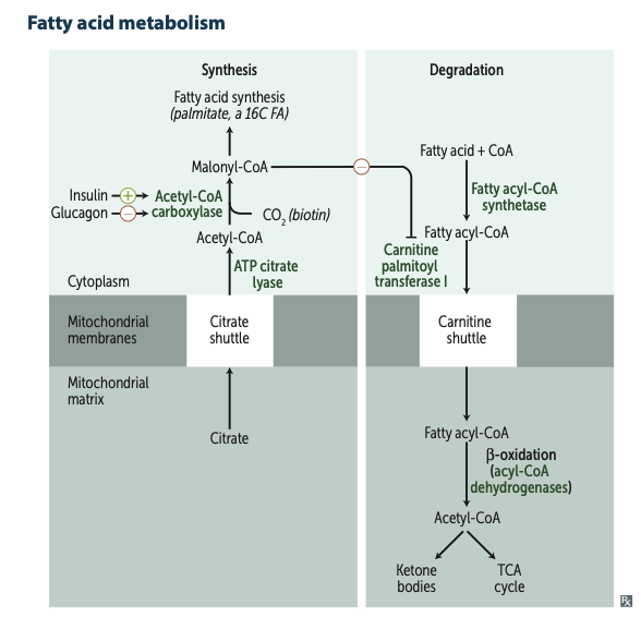 Fatty Acid Metabolism Diagram
