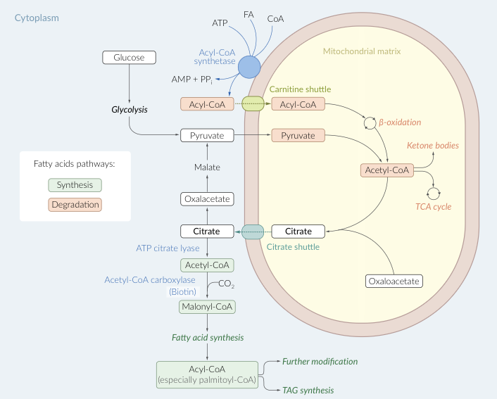 Fatty Acid Metabolism Diagram