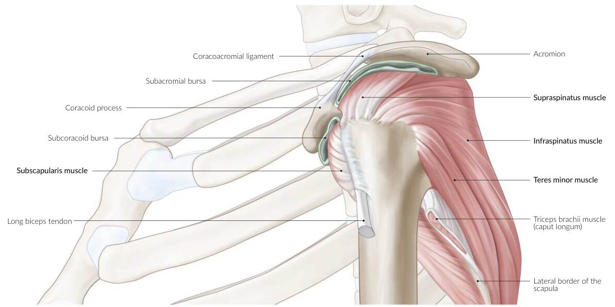 Rotator Cuff Lateral