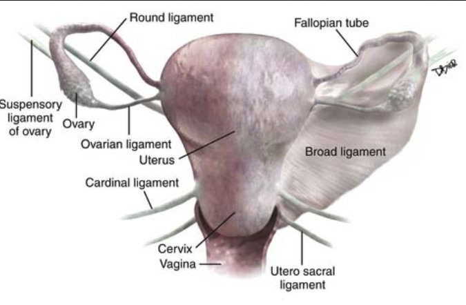 Pelvic Ligaments Diagram